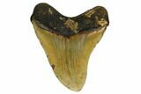 Fossil Megalodon Tooth - North Carolina #167030-2